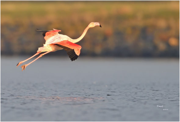 flamingo