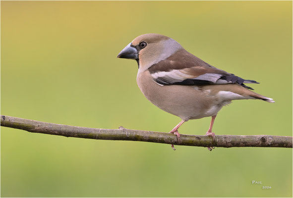 appelvink