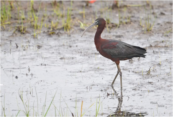 zwarte ibis