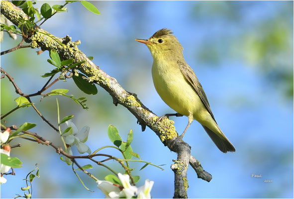 spotvogel
