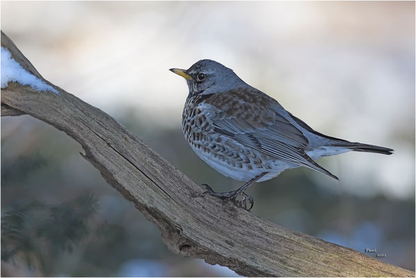 kramsvogel