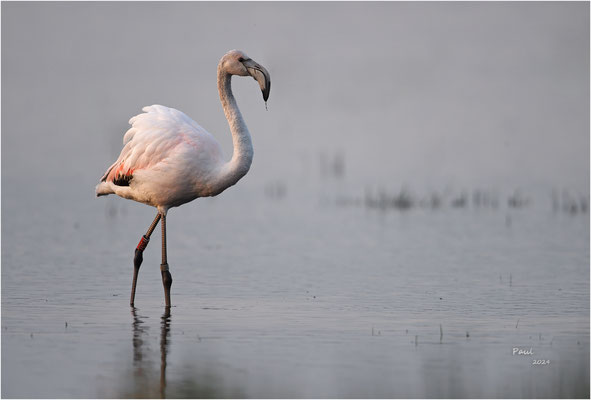 chileense flamingo