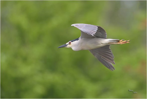 kwak