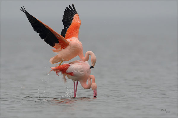 flamingo