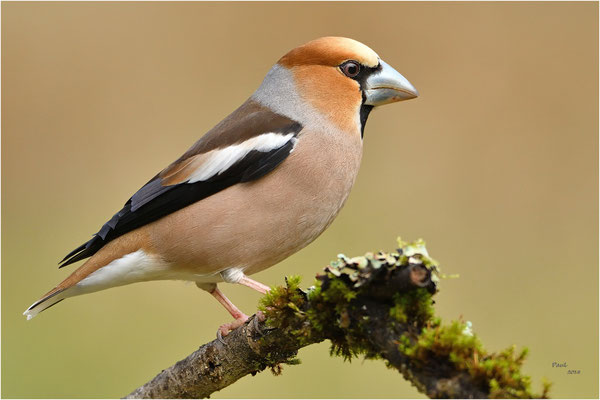 appelvink
