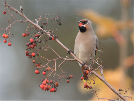 pestvogel