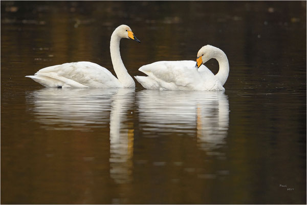 wilde zwaan