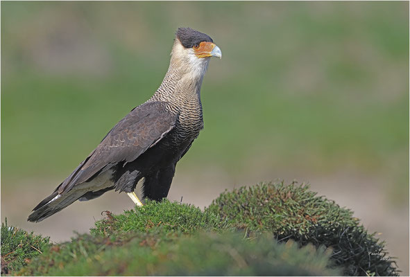 kuifcaracara