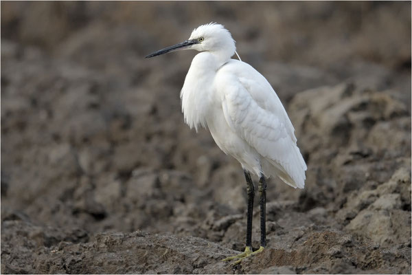 kleine zilverreiger