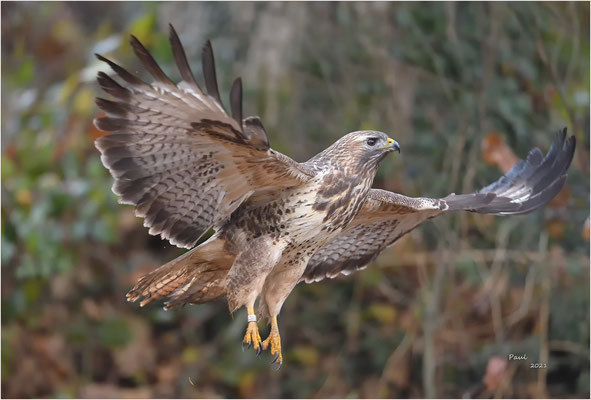 buizerd