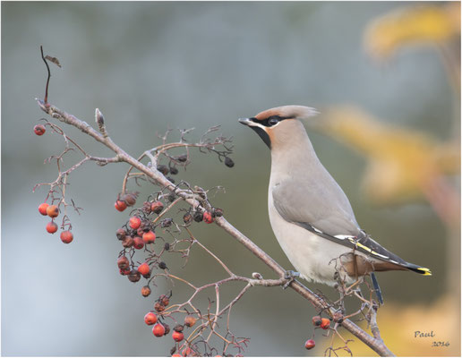 pestvogel