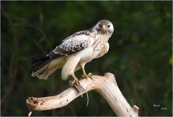 buizerd