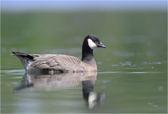 kleine  canadese gans
