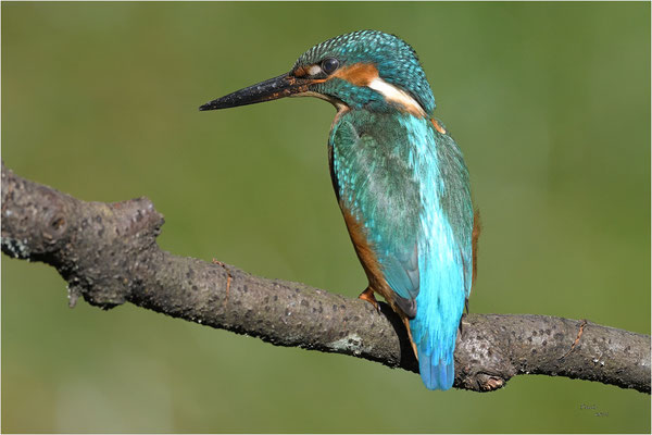 ijsvogel