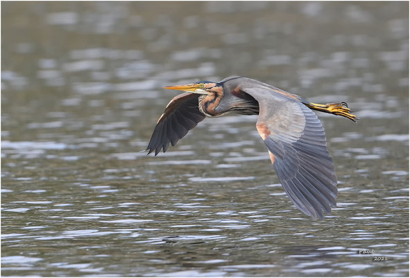 purperreiger
