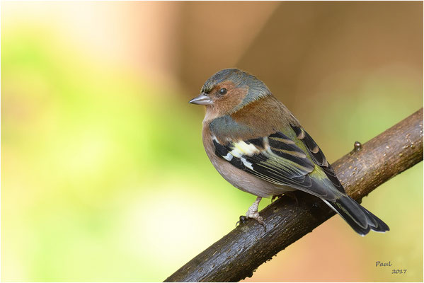 vink