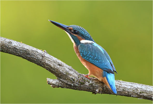 ijsvogel
