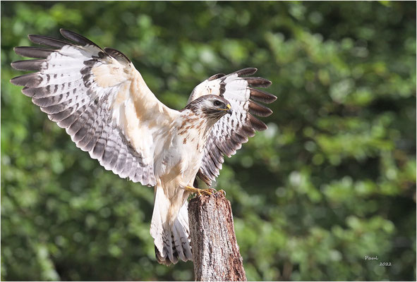 buizerd