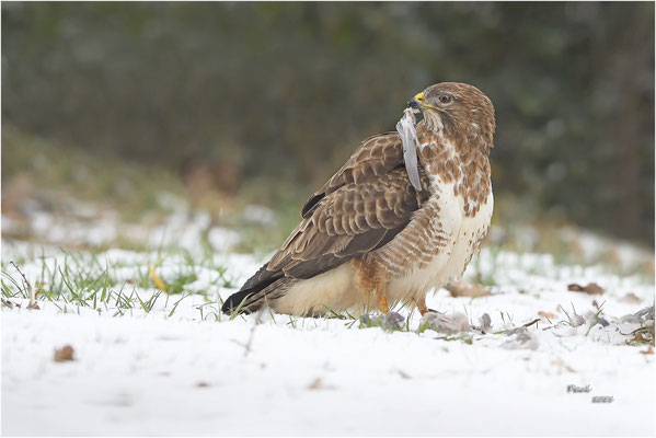 buizerd