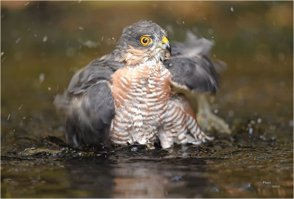 sperwer
