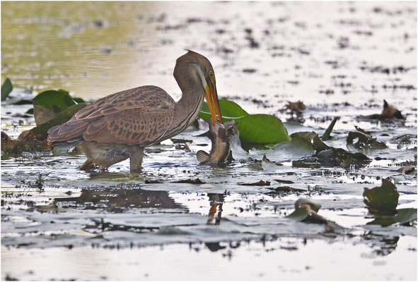 purperreiger