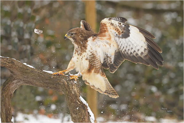 buizerd