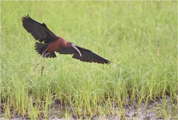 zwarte ibis