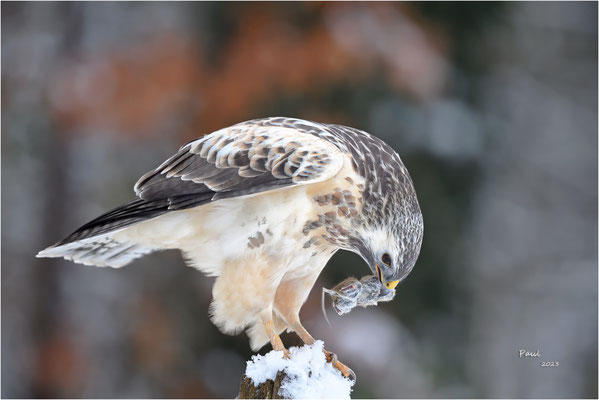 buizerd
