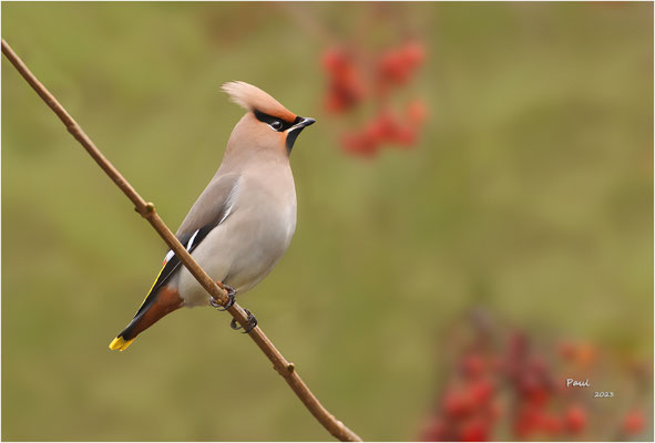 pestvogel