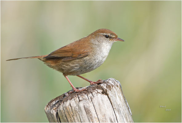 cetti zanger
