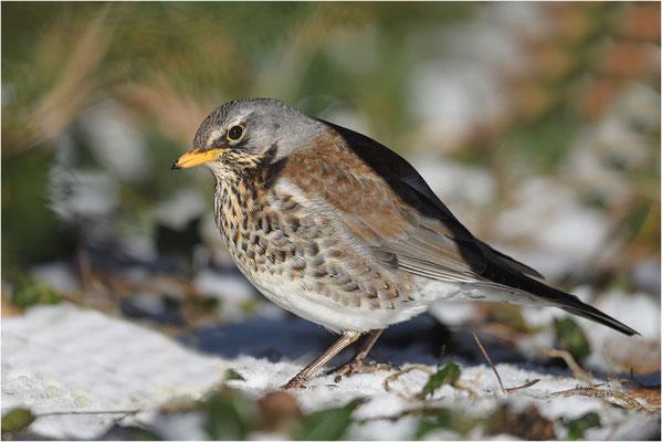 kramsvogel