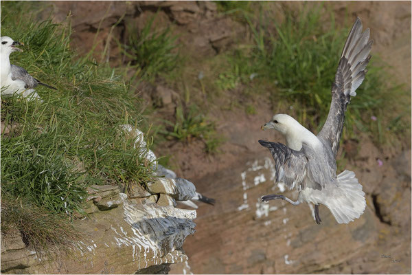 noordse stormvogel