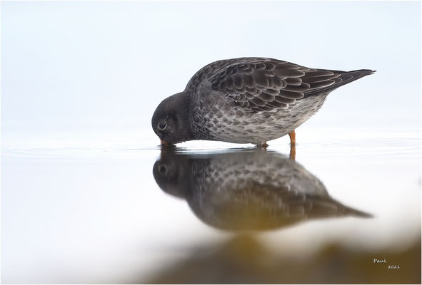 paarse strandloper