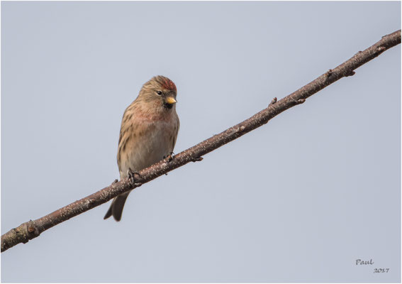 barmsijs