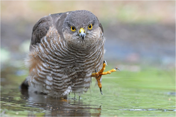 sperwer