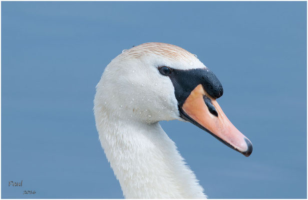 witte zwaan