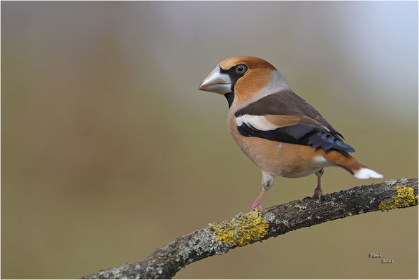 appelvink