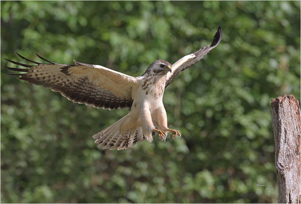 buizerd