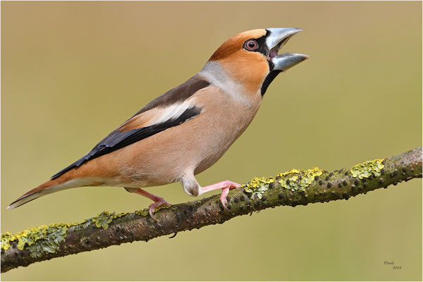 appelvink