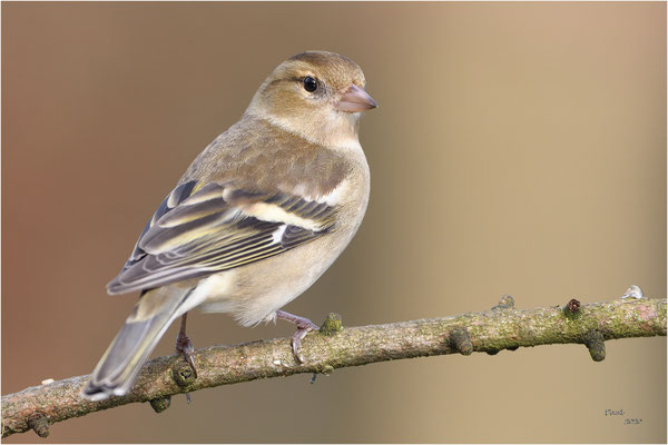 vink
