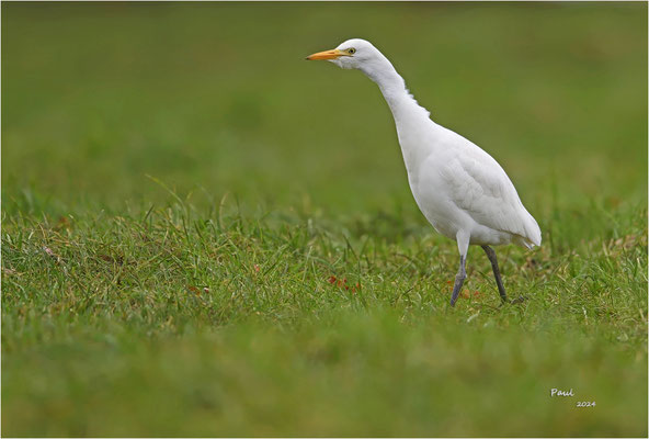 koereiger