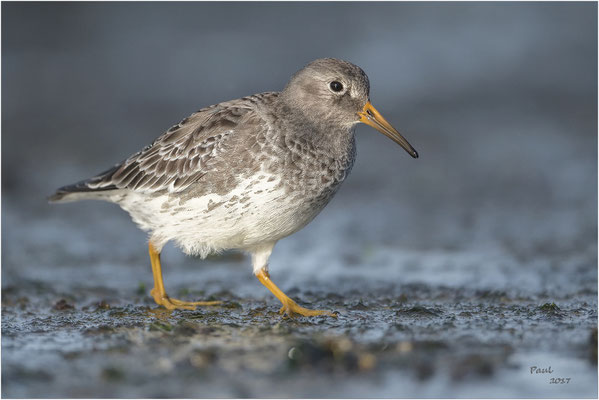 paarse strandloper