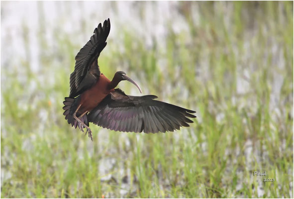 zwarte ibis