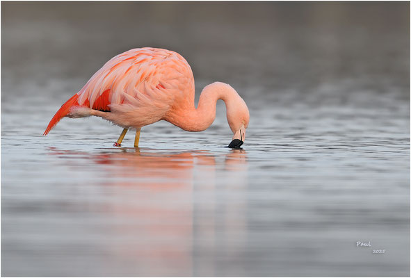 flamingo