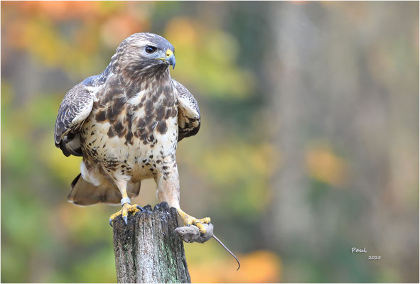 buizerd