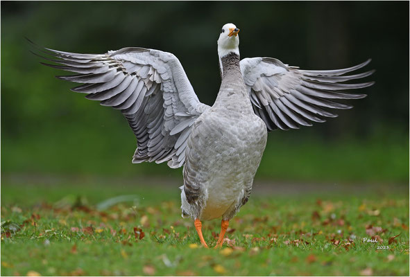 indische gans