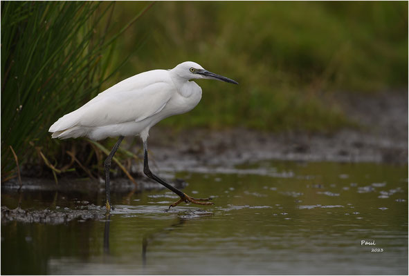 kleine zilverreiger
