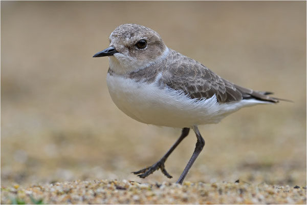 strandplevier