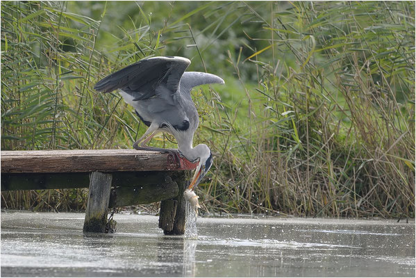 blauwereiger