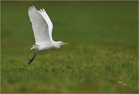 koereiger